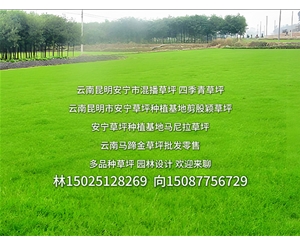 云南草坪种植基地